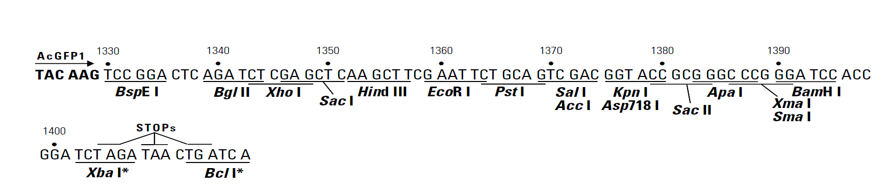 pAcGFP1-C1 多克隆位点